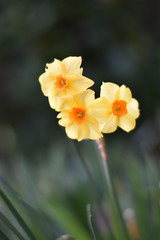 Obraz na płótnie Canvas Strauß-Narzisse (Narcissus tazetta)