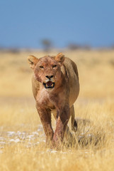 Obraz premium Lion - Panthera leo, iconic animal from African savannas, Etosha national park, Namibia.