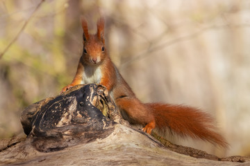 Naklejka na ściany i meble Rotes Eichhörnchen posiert auf einen Baumstamm