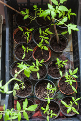 Seedlings of tomatoes