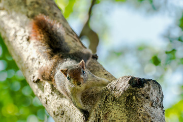 Squirrel on tree branch. Squirrel in nature. Cute squirrel on tree branch.