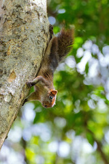 Squirrel sticks on a tree Bokeh background