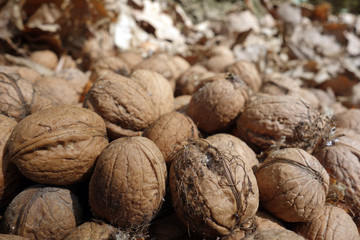 Walnuts in the forest