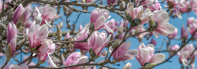 magnolia tree in blossom © MWPerspective