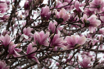 magnolia tree in blossom