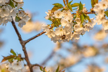 cherry tree blossom