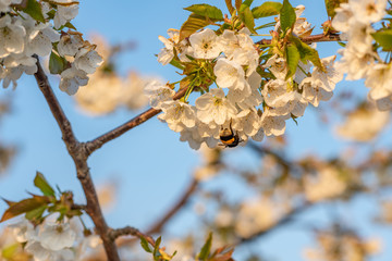 cherry tree blossom