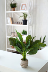 Cozy interior design of modern studio apartment in Scandinavian style. A spacious huge room in light colors with green plants and stylish expensive luxury furniture.