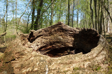 Fallen hollow tree