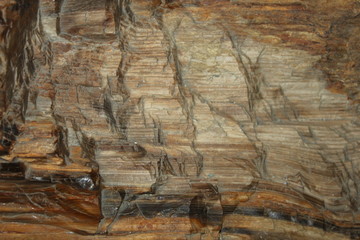 Petrified wood