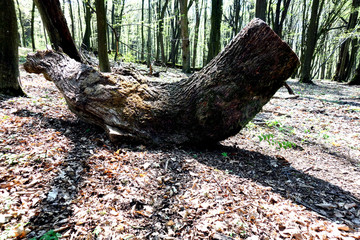 Fototapeta premium Fallen old tree in untouched forest