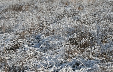Shrub, grass covered with snow