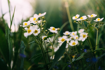 Wild strawberry blooms in the garden on earth, a blooming useful berry, fruit, background. Chamomile on a green summer meadow.