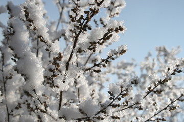 Shrub, grass covered with snow