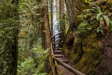 Marymere Falls Trail in Olympic National Park in Washington, United States