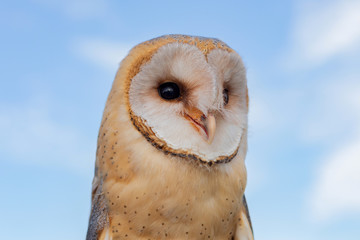 Portrait of white owl
