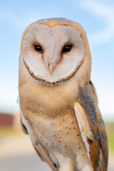 Portrait of white owl