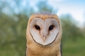 Portrait of white owl