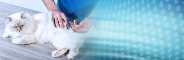 Veterinarian giving an injection to a sacred cat of burma. panoramic banner