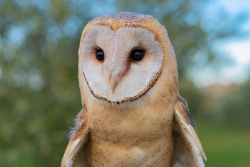 Portrait of white owl