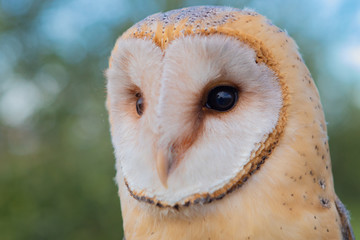 Portrait of white owl