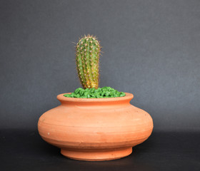 Cactus and Succulents in handmade pots