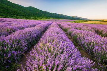 Plakat Stunning view with lavender field before sunset