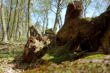 Obraz premium Fallen old tree in untouched forest