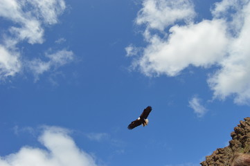 Águila americana en el cielo