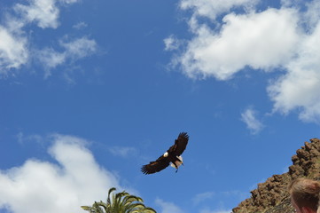 Águila americana en el cielo
