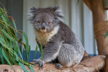 The beautiful Australian animals that are being taken care of by the volunteers of Humbug Scrub Wildlife Sanctuary