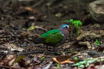 Beautiful Common emerald dove, Asian emerald dove perching on the rock