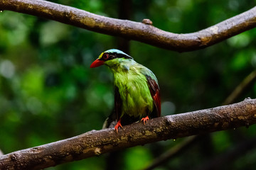 Deep green Common green magpie
