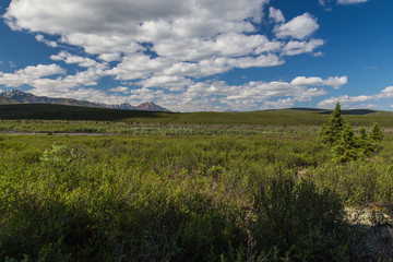 Fototapeta premium Mountain Vista Trail in Denali National Park in Alaska, United States