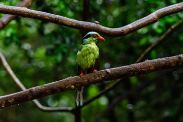 Deep green Common green magpie
