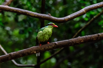 Deep green Common green magpie