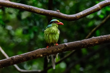Deep green Common green magpie