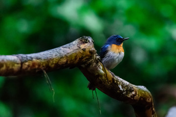 Indochinese Blue-flycatcher (Cyornis sumatrensis)