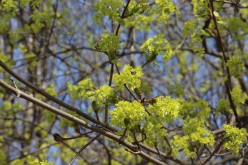 Maple blooms bright yellow flowers in spring