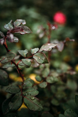 Photo of closeup pink rose with water drops and dark green leaves growing in garden with shallow Depth of Field.