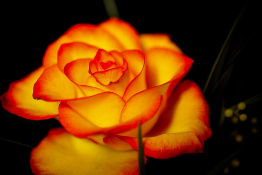 Gelbe Rose mit roten R&auml;nder an den Bl&uuml;tenr&auml;nder, Closeup