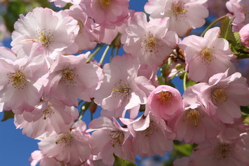  Sakura bloomed delicate pink flowers on a sunny spring day