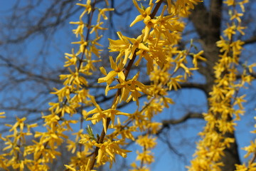  The tree bloomed in yellow delicate flowers in spring