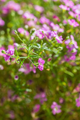 Gypsophila paniculata，Cone stone flower