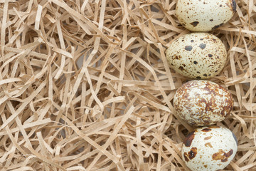 Obraz premium Quail spotted eggs lie on paper strips in the form of hay
