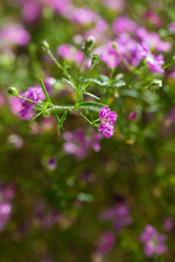Gypsophila paniculata，Cone stone flower