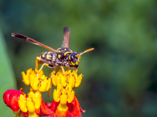 Yellowjacket or Yellow jacket