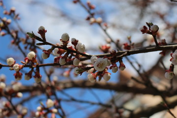  Apricot bloomed on a sunny spring day