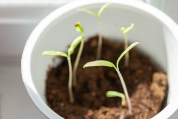 Young seedlings sprouted in a glass in early spring