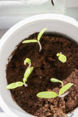Young seedlings sprouted in a glass in early spring